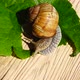 Shooting of Garden Snail 7 - VideoHive Item for Sale