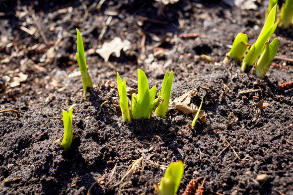 new sprouts in springtime Stock Photo by magone | PhotoDune