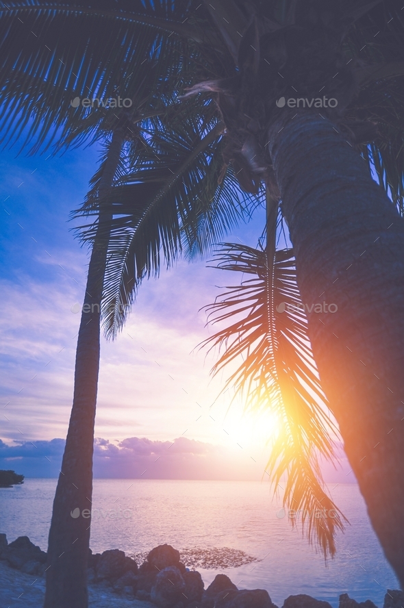 Tropical Vacation Sunrise - Stock Photo - Images