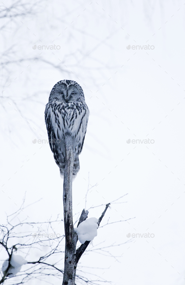 Ural owl in natural habitat - strix uralensis - Stock Photo - Images