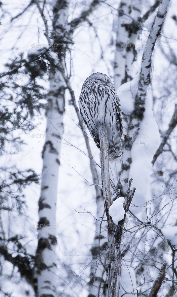 Ural owl in natural habitat - strix uralensis - Stock Photo - Images