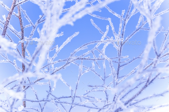 frozen winter tree branches - Stock Photo - Images