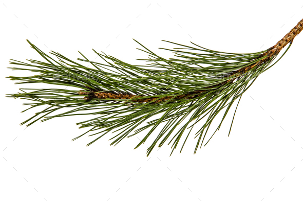 Branch of the pine, isolated on a white background - Stock Photo - Images