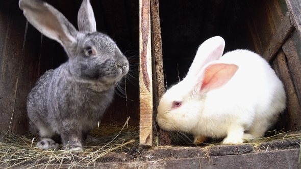 Two Rabbits Sitting in Their Cages.