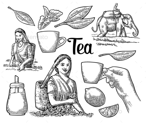 Female Tea Pickers Harvesting Leaves - Flowers & Plants Nature