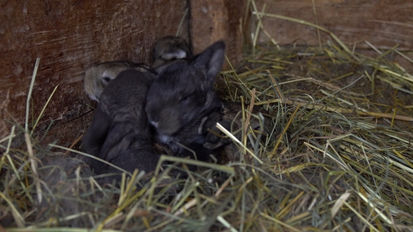 Newborn Rabbits in the Nest.