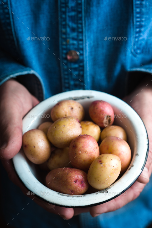 Metal bowl with raw potatoes in the hands - Stock Photo - Images