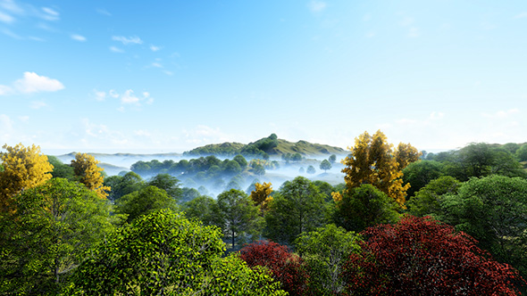 Foggy Forest In Hills