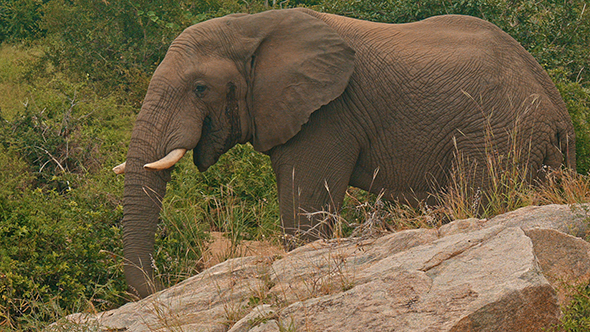 African Elephant Feeding and Walking Off