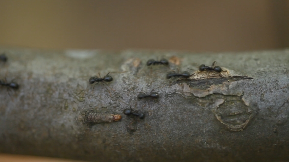 The Ants Are Moving Along the Branch.