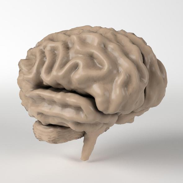 Anatomy - Human Brain 2 - 3DOcean Item for Sale