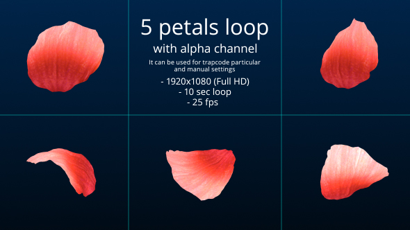 5 Rose Petals Loop