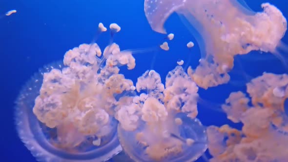 Australian Spotted Jellyfish alt