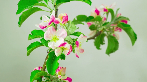 Spring Red Flowers alt