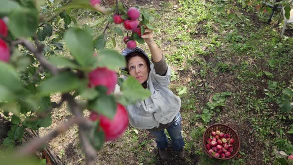 Apple Harvesting. 
