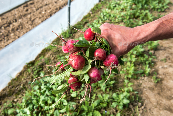 Man holding a bunch of freshly picked radish