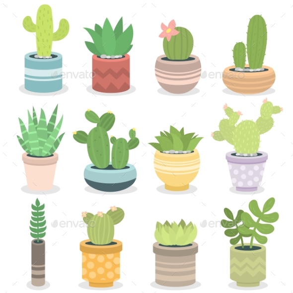 Cactus Nature Green Succulent Tropical Plant - Nature Conceptual