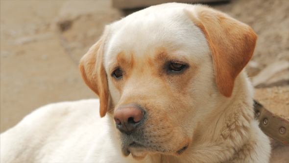 A Sad Labrador or Golden Retriever Sits and Waits for His Friend.