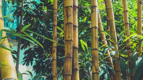 Bamboo Forest Background alt
