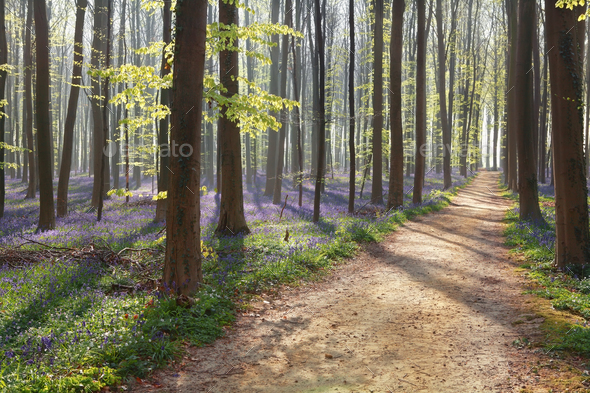 hiking path in spring flowering forest - Stock Photo - Images