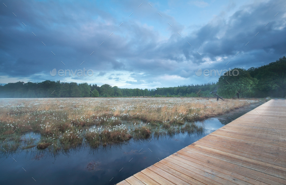 wooden path on swamp during misty morning - Stock Photo - Images