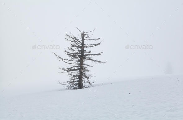 dry tree on snow in dense fog - Stock Photo - Images