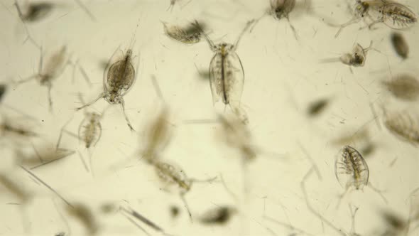 Zooplankton and Plankton of the Black Sea Under a Microscope, Species Diversity Crustaceans alt