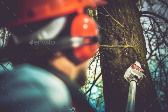 Taking Care of Trees - Stock Photo - Images