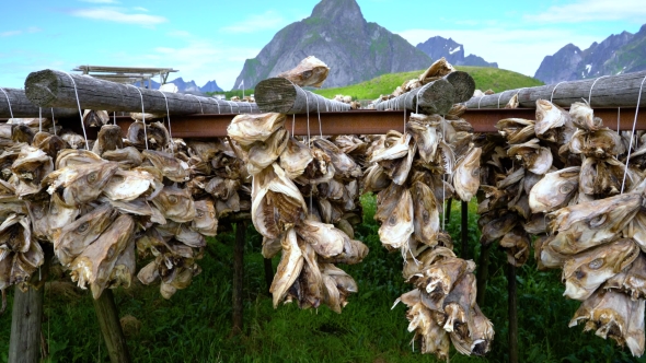 Fish Heads Drying on Racks Norway alt