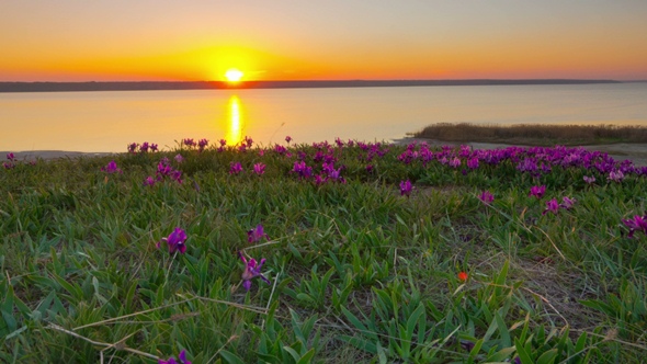 Violet Irises on the Meadow alt