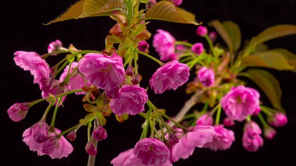 Pink Sakura Tree Flowers alt