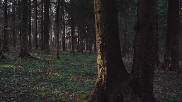 Spring Forest in the Rays of the Sun alt