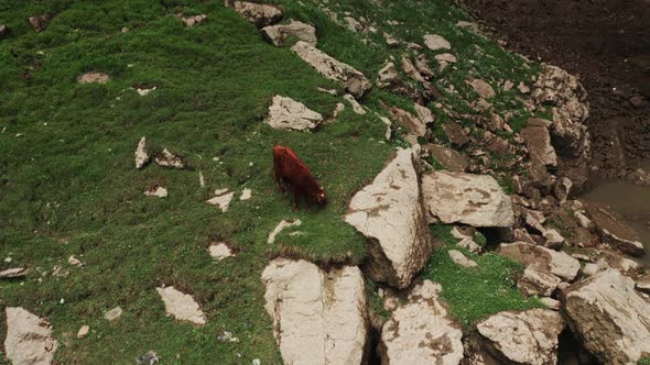 Cows Graze at the Waterfall alt