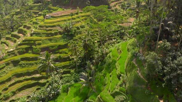 Aerial Shot of the Famous Tegalalang Rice Terraces in Ubud Village on the Bali Island alt