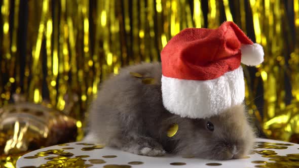 Cute Bunny in the New Year's Hat