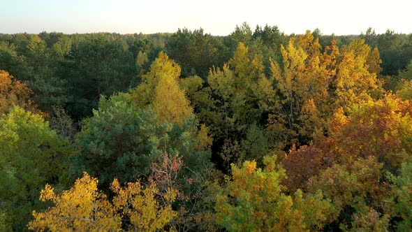 Drone Flies on the Autumn Forest. Golden tree leaves. Nature concept alt