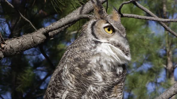 Tight shot of great horned owl hooting in a tree. alt