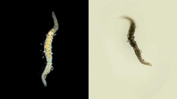 Worm Nais Sp. Under a Microscope, the Tubificidae Family, a Subclass of Oligochaeta alt