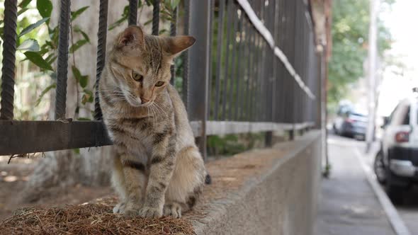 Homeless Multicolored Cat Sits Outside