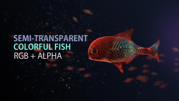 Lingering Semi-transparent Colorful Fish