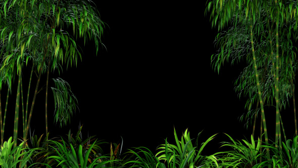 Bamboo Forest Overlay