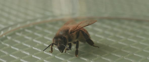 A small bee moving its feet and antennas