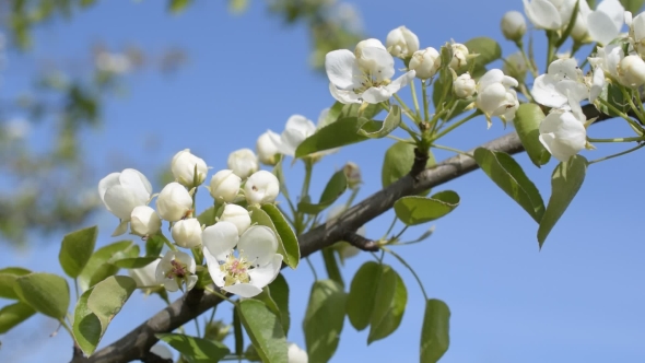 Blooming Pear Tree Branch with on Blue Sky Background