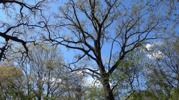 Old High Oak Let Out Young Green Leaves in Spring