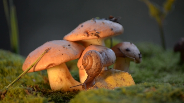 Snail Crawling on a Mushroom on the Moss