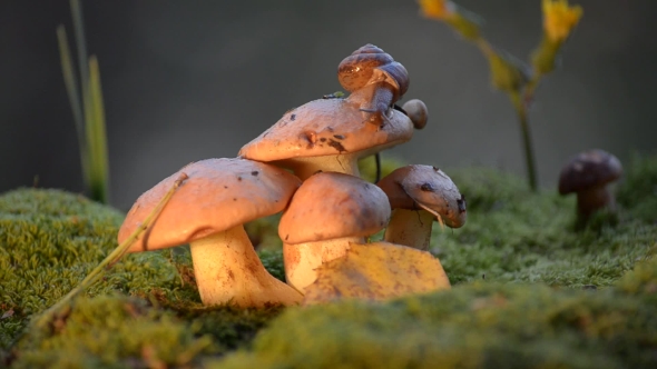 Funny Snail Crawling on a Mushroom, Small and Large