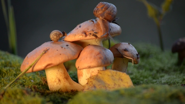 Snail Crawling on a Mushroom, Small and Large