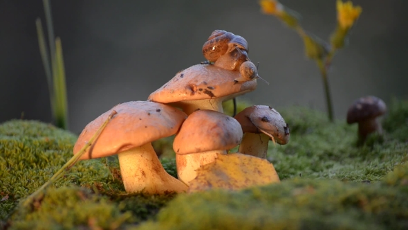 Funny Snail Crawling on a Mushroom, Small and Large