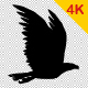4K Bird Flying V2 - VideoHive Item for Sale
