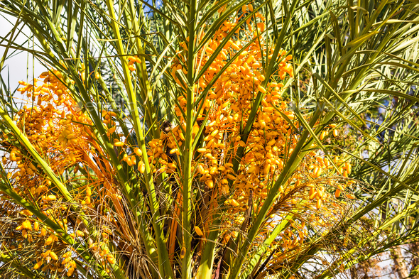 Ripe dates on the palm tree